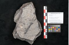 Foto (Objekt + Etikett) von Plantae indet.  (NHMW-GEO-2024-0188-11387)